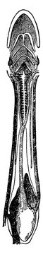 Head of Ichthyophis Glutinosus, vintage illustration.
