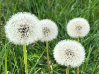 dandelion fluffy nature flower macro