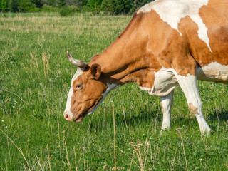 Cows on summer pasture on a sunny day