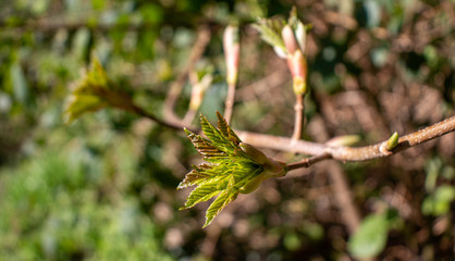 beautiful buds of the flower