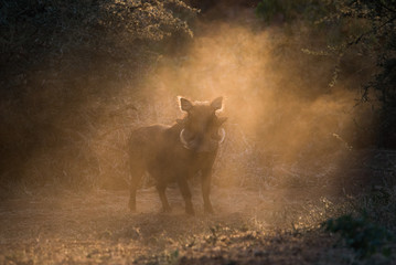 Warthog in the dust