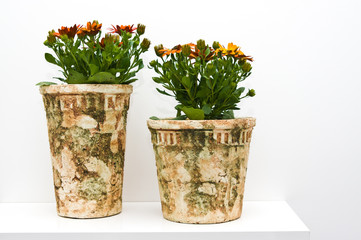 African daisies in decorative pots against white background