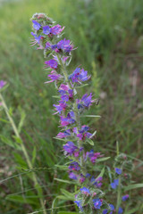 Fleur violette sauvage 