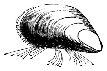 Mussel, vintage illustration. © Morphart