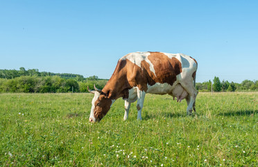 Fototapeta na wymiar Cows on summer pasture on a sunny day