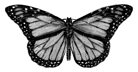 Butterfly or Milk-weed butterfly or Danais archippus, vintage illustration. © Morphart