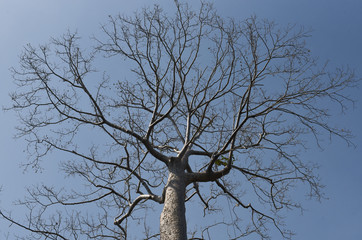 Fototapeta na wymiar Bare tree branches against a clear blue sky close-up