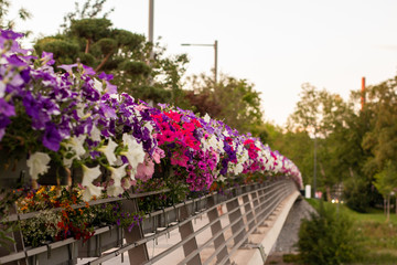 Fototapeta na wymiar Bridge with colorful flowers