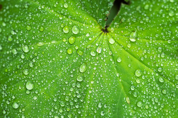 leave and water drops detail