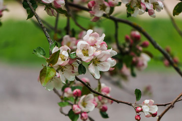 Fototapeta na wymiar Tender pink flowers and buds of an apple tree on a branch in the garden.