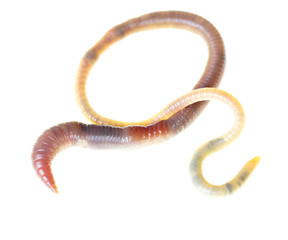 Earthworm on a white background.