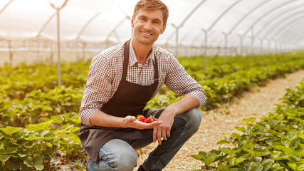 Cheerful farmer picking strawberries in greenhouse
