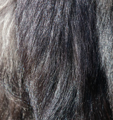 Animal fur as an abstract background.