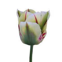 White and green tulip flower head isolated on white background