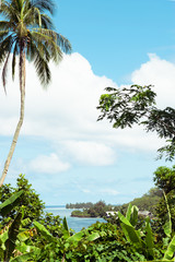 Fototapeta na wymiar tropical beach with palm trees
