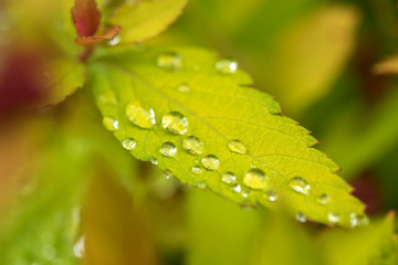 leave and water drops detail