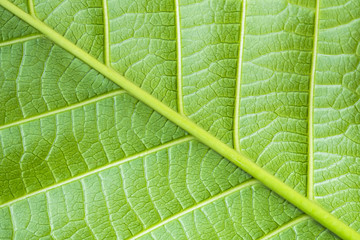 green leaf texture background 