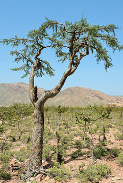 Socotra Island, Yemen. Frankincense Tree