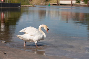 Swan taking a bath in the lake