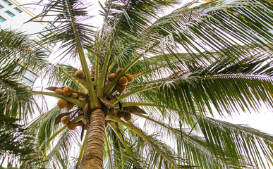 Obraz premium Large green branches on a coconut tree