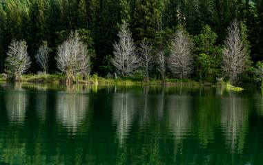 reflection of trees in water