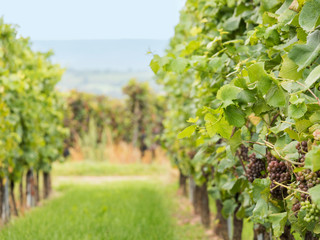 Fototapeta na wymiar Close-up view into a german vineyard with two rows of vines with defocused background on a hazy autumn day.