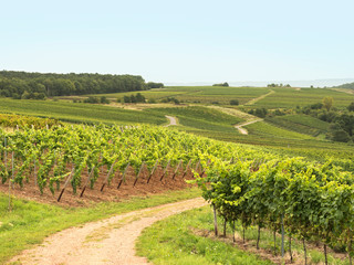 Fototapeta na wymiar Vineyards ready for harvest in a hilly german wine-growing area on a hazy autumn day. 
