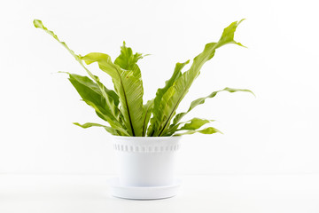 Fern Asplenium nidus in a white flowerpot isolated with white space for text. Tropical houseplant. 