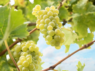 White wine grapes of the vine variety riesling in a harvest ripe german vineyard with defocused background on a sunny autumn day. - obrazy, fototapety, plakaty