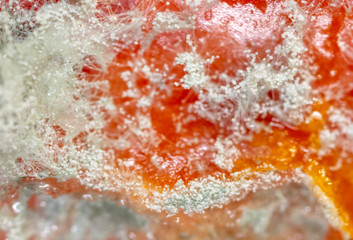 Mold on a tomato as an abstract background.