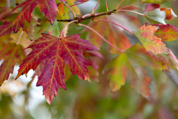Red Maple Leaf