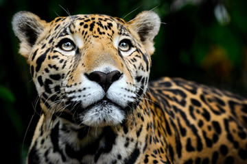 Fototapeta na wymiar Jaguar Portrait