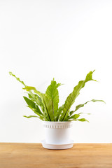 Fern Asplenium nidus in a white flowerpot isolated, sitting on a white table indoors, tropical houseplant
