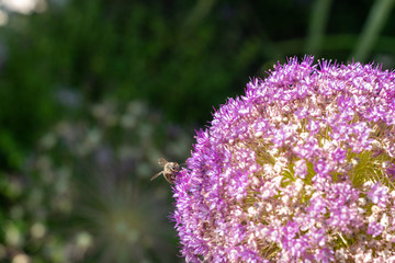 Giant allium gladiator in purple with wasp