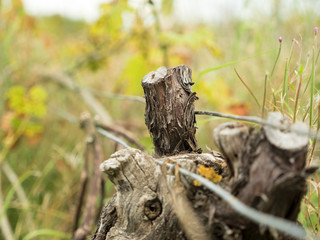 Old withered grapevine with tension wires in a german vineyard with defocused background on a hazy autumn day. 