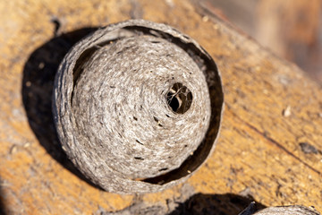 Vespiary on a wooden background