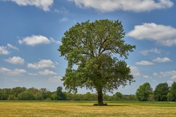 Fototapeta na wymiar A single old oak tree in the countryside