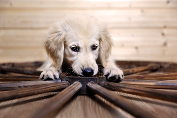 golden retriever