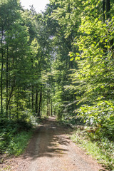Fototapeta premium Waldweg mit Licht und Schatten