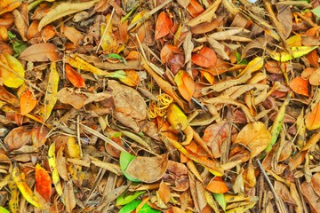 autumn leaves background