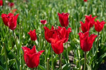 Naklejka premium Tulip Field in the Netherlands