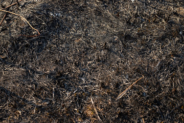 Dry and black grass after fire. Natural disaster with help human. Grow new grass under old grass....