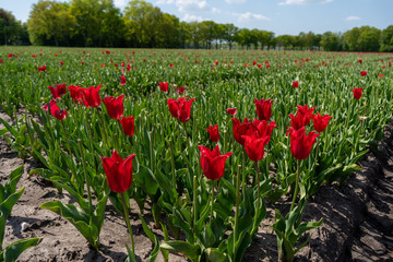 Fototapeta premium Tulip Field in the Netherlands