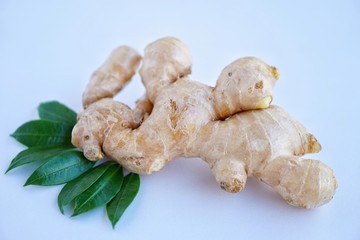 Organic fresh ginger root on white background with blue light tone