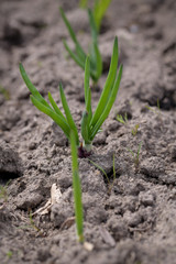 Young shoots of fresh green onions on a fertile bed close up