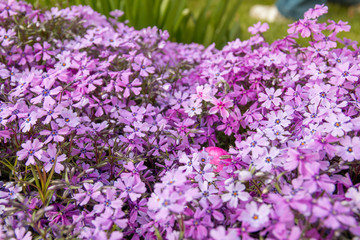 Purple easter egg hidden in purple lobelia flowers