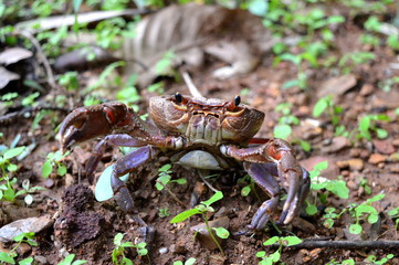 A red crab in the state of defense