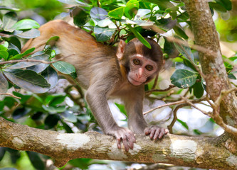 Little monkey on a tree in the park