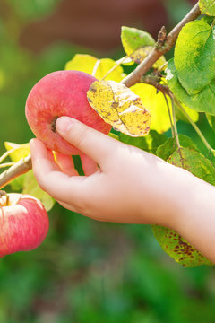 Closeup image of child hand picking fresh red apple from tree branch in the garden. Apple harvest.