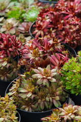 Different decorative unusual cacti in flower pots on the market.